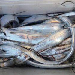 暁〜akatsuki〜 釣果