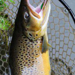 小菅トラウトガーデン 釣果