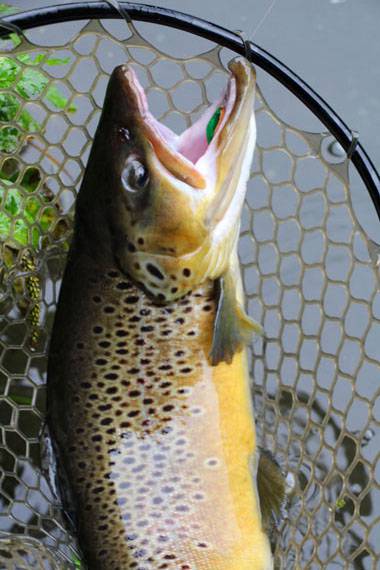 小菅トラウトガーデン 釣果