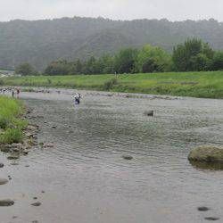 狩野川（狩野川漁業協同組合） 釣果