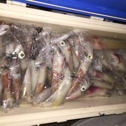 幸風（さちかぜ） 釣果