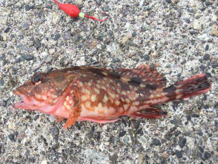 のんびり五目釣り