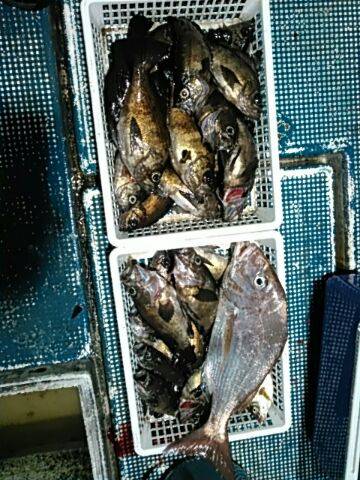 フィッシングガイド りょう 釣果