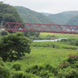 狩野川(狩野川漁業協同組合) 釣果