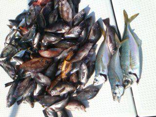 第二辰丸 釣果
