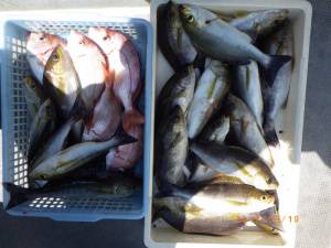 石川丸 釣果
