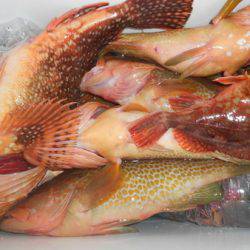 こうゆう丸 釣果