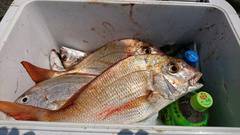 まこと渡船 釣果