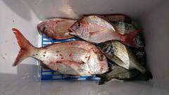 まこと渡船 釣果