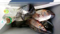 まこと渡船 釣果