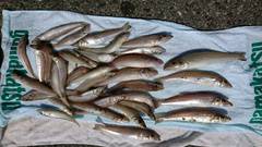 まこと渡船 釣果