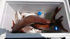 まこと渡船 釣果