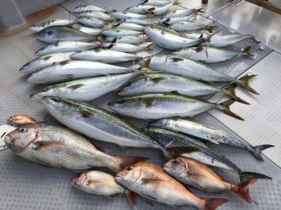 ミタチ丸 釣果