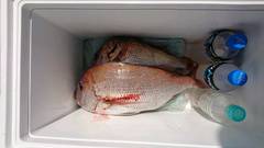 まこと渡船 釣果