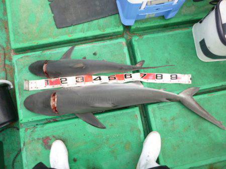 真祐丸 （しんゆうまる） 釣果