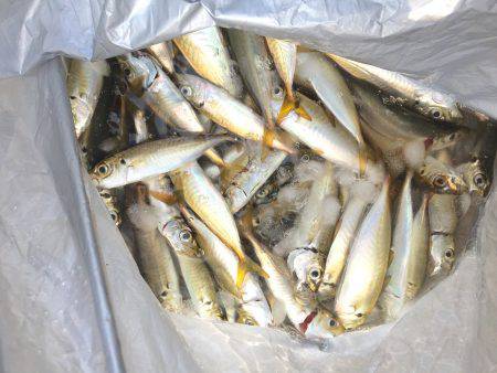 晩夏の五目釣り