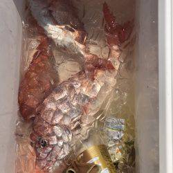 遊漁船高橋 釣果