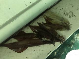 なかくに丸 釣果