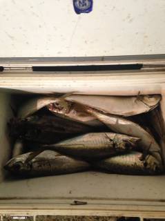 なかくに丸 釣果