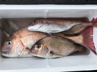 なかくに丸 釣果