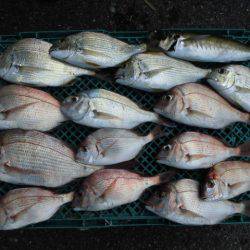 まとばや 釣果