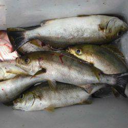 大進丸（愛知） 釣果