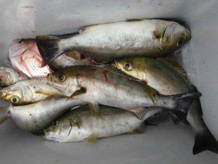 大進丸（愛知） 釣果