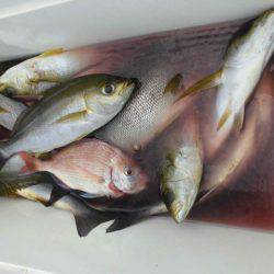 大進丸（愛知） 釣果