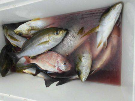 大進丸（愛知） 釣果