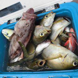 大進丸（愛知） 釣果