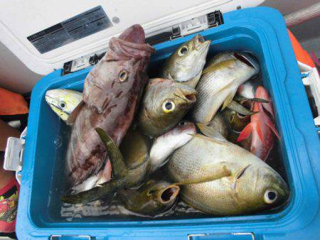 大進丸（愛知） 釣果