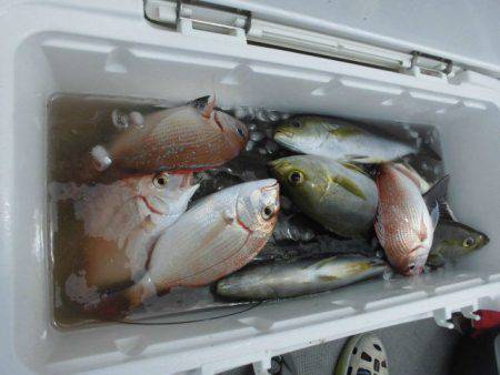 大進丸（愛知） 釣果