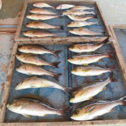 大進丸（愛知） 釣果