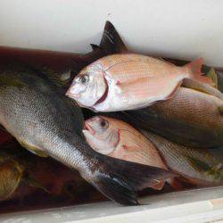 大進丸（愛知） 釣果