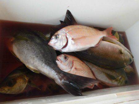大進丸（愛知） 釣果