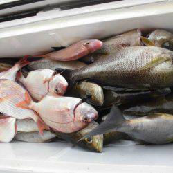 大進丸（愛知） 釣果