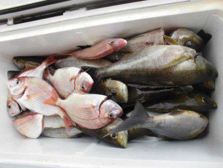 大進丸（愛知） 釣果