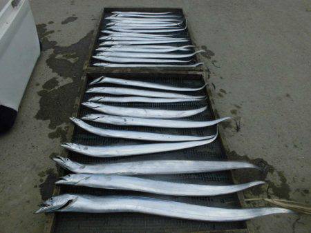 大進丸（愛知） 釣果