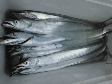 大進丸（愛知） 釣果