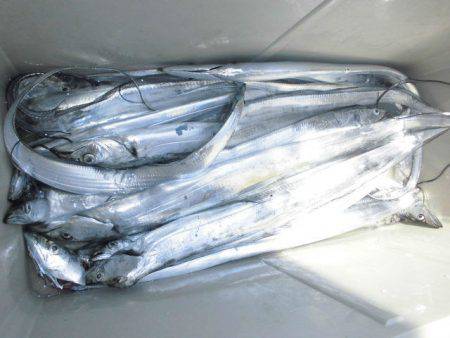 大進丸（愛知） 釣果