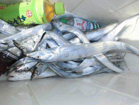 大進丸（愛知） 釣果