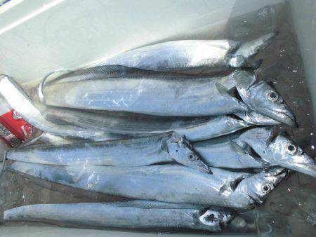 大進丸（愛知） 釣果