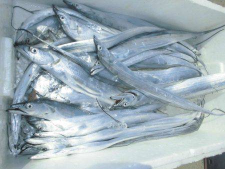 大進丸（愛知） 釣果