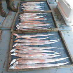 大進丸（愛知） 釣果