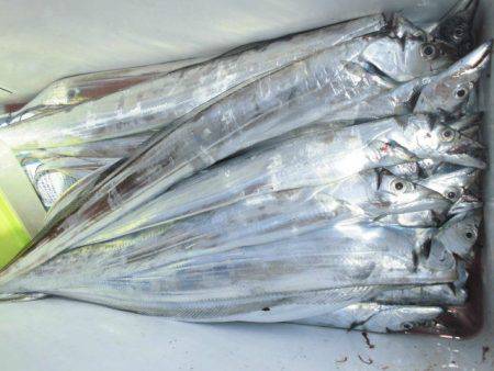 大進丸（愛知） 釣果