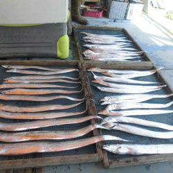 大進丸（愛知） 釣果