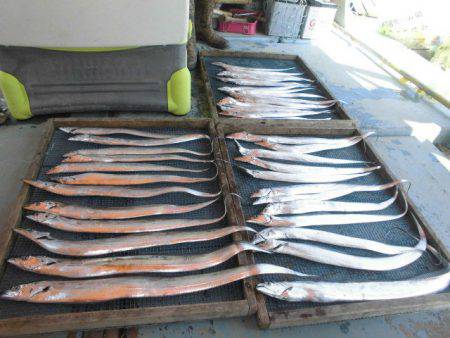 大進丸（愛知） 釣果