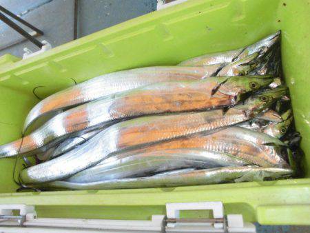 大進丸（愛知） 釣果