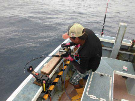 大進丸(愛知) 釣果