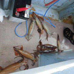 大進丸(愛知) 釣果